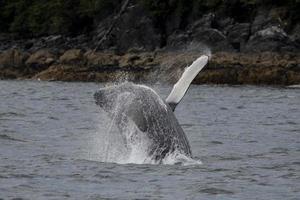 Breaching Baby Humpback Whale photo