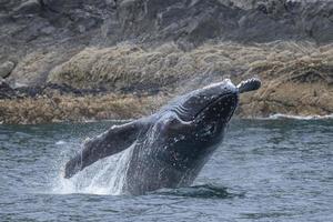 Breaching Baby Humpback Whale photo