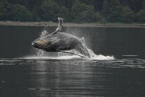 Breaching Baby Humpback Whale photo