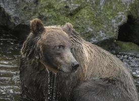 Oso pardo de pesca, anan creek, alaska foto