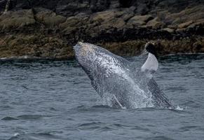 Breaching Baby Humpback Whale photo