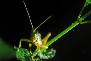Grasshopper perching on a leaf photo