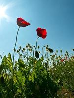 Beautiful poppy flowers in a field against in sky photo