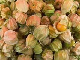 The group of Cape gooseberry or Physalis peruviana photo