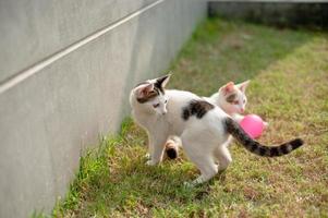 Cute cat playing pink ball in the green grass