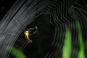 Araña arácnido se asienta en su guarida sobre fondo negro foto