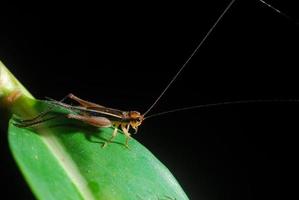 Grasshopper perching on a leaf photo