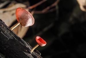 beautiful pink champagne mushroom in rain forest photo