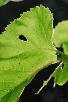 Cerrar la textura de una hoja verde como fondo, con luz solar foto