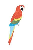 parrot bird specie vector