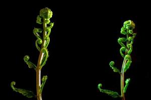 Bud leaf of Fern on black background photo