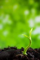 Freshness new life, leaves of young plant seedling in nature photo