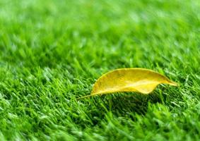 Yellow fall leaf on the artificial grass by shallow depth of field photo