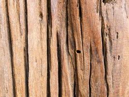 Texture of old stump wood photo