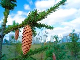 Spruce branch with a cone close-up photo
