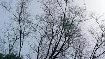 The blue sky view with the bald branches of the tree in winter photo