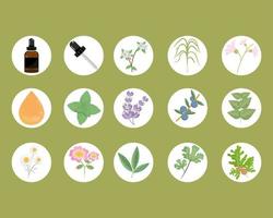 plantas de aceites esenciales vector