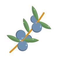 blueberries branch leaves vector