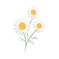 flowers chamomile nature vector