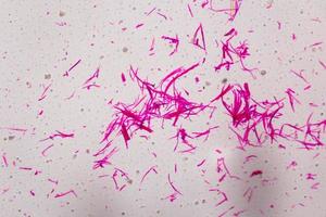 Smooth muscle separate under the microscope - Abstract pink lines on white background photo