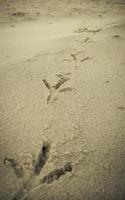 huellas de aves en la playa de arena foto