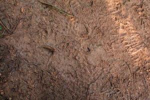 Textura de barro con huellas de animales y zapatos de personas. foto