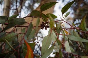 Close up on eucalyptus branch with flower buds photo