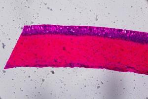 Anodonta gills ciliated epithelium under the microscope - Abstract pink and purple color on white background photo