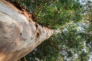 árbol de eucalipto desde abajo foto