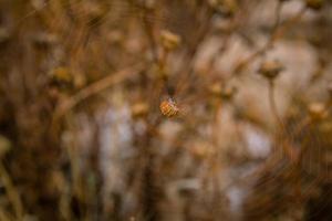 Cerca de la araña naranja sentada en medio de la telaraña con fondo marrón foto