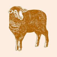 Sheep engraving sketch in vintage style isolated on white background. vector