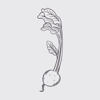 Turnips. Hand drawn vintage retro sketch farmers vegetables. vector