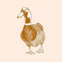 A duck, farm animals vector sketches isolated on white background.