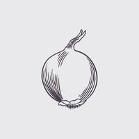 Ink sketch of onion isolated on white background. vector