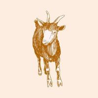 Vector image of a goat's in the style of vintage engraving sketch.