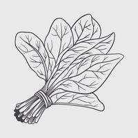 Ink sketch of spinach. Hand drawn sketch old vintage style. vector