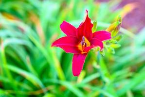 Red Tiger Lily on Green photo
