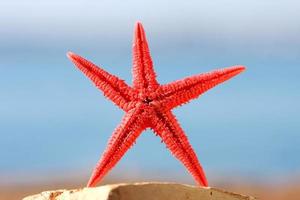 Starfish on the beach photo