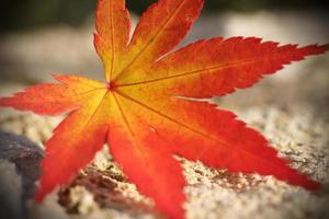Maple leaf in Autumn photo