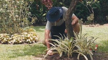 asiatischer Mann macht kleine Gartenarbeit zu Hause. video