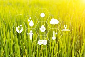 modern agriculture concept technology smart farming icon on rice background photo