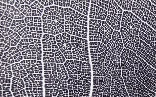 The detail image of a leaf. Macro image for design effect. Vein, midrib, and blade close up. photo