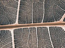 The detail image of a leaf. Macro image for design effect. Vein, midrib, and blade close up. photo