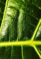 The detail image of a leaf. Macro image for design effect. Vein, midrib, and blade close up. photo