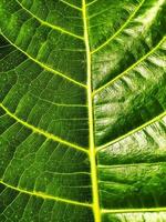 The detail image of a leaf. Macro image for design effect. Vein, midrib, and blade close up. photo