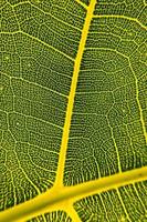 The detail image of a leaf. Macro image for design effect. Vein, midrib, and blade close up. photo