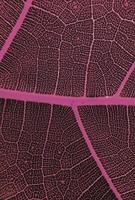 The detail image of a leaf. Macro image for design effect. Vein, midrib, and blade close up. photo