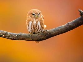 Ferruginous pygmy owl photo