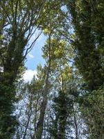 Looking up between trees in a wood to a blue sky photo