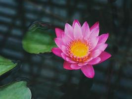 flor de loto rosa en el agua del estanque. foto